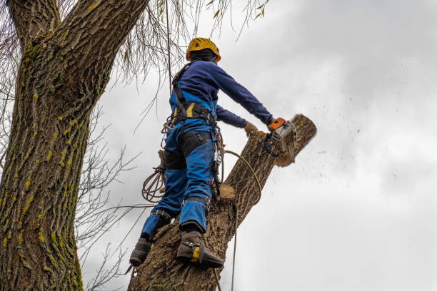 Trusted Wrightsville, GA Tree Service Experts